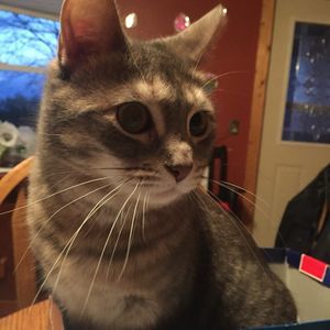 Meet your Posher, Bailie